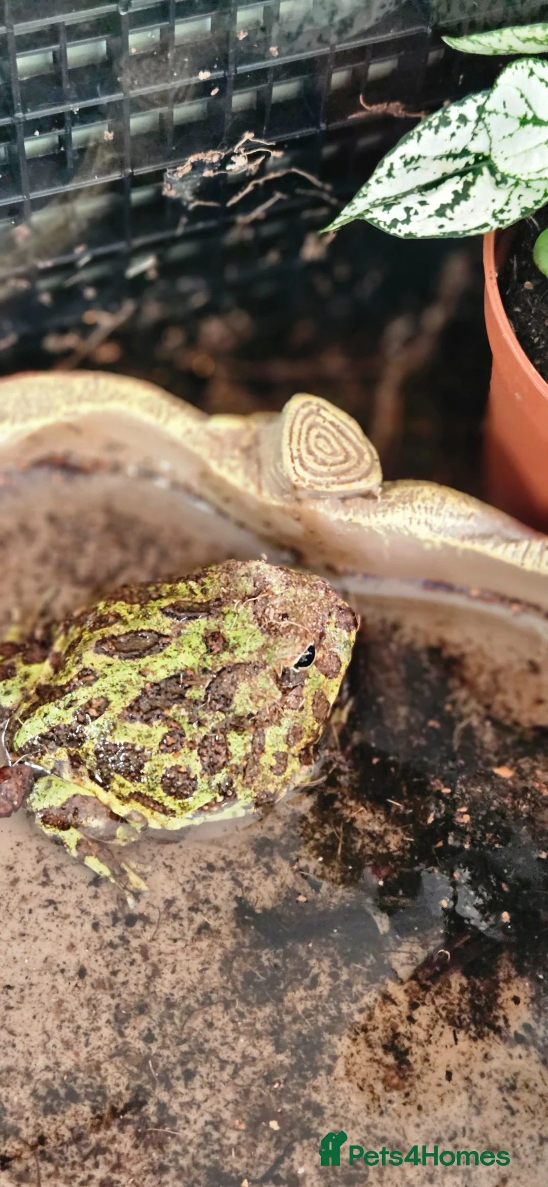 Frog reptiles for sale: Pac man frog in Roslin - Advert 1