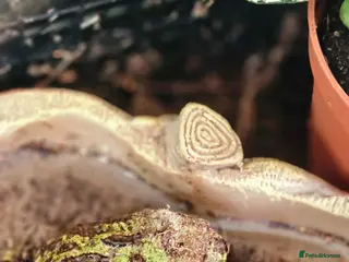 Frog reptiles Pac man frog - Advert 1