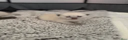 British Shorthair cats for sale: British shorthair kittens in Rochdale - Advert 9