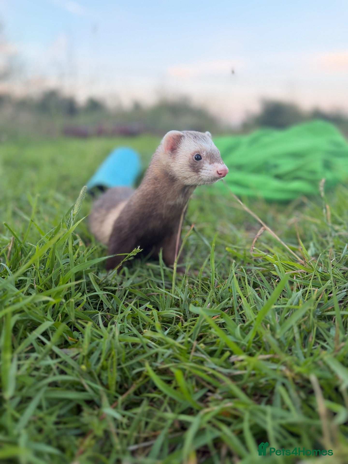 Ferret rodents Two friendly pet Hobbs  - Advert 22