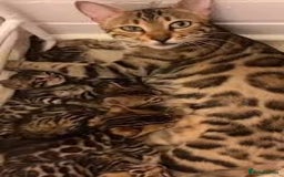Bengal cats for sale: Bengal beautiful kittens - Advert 5