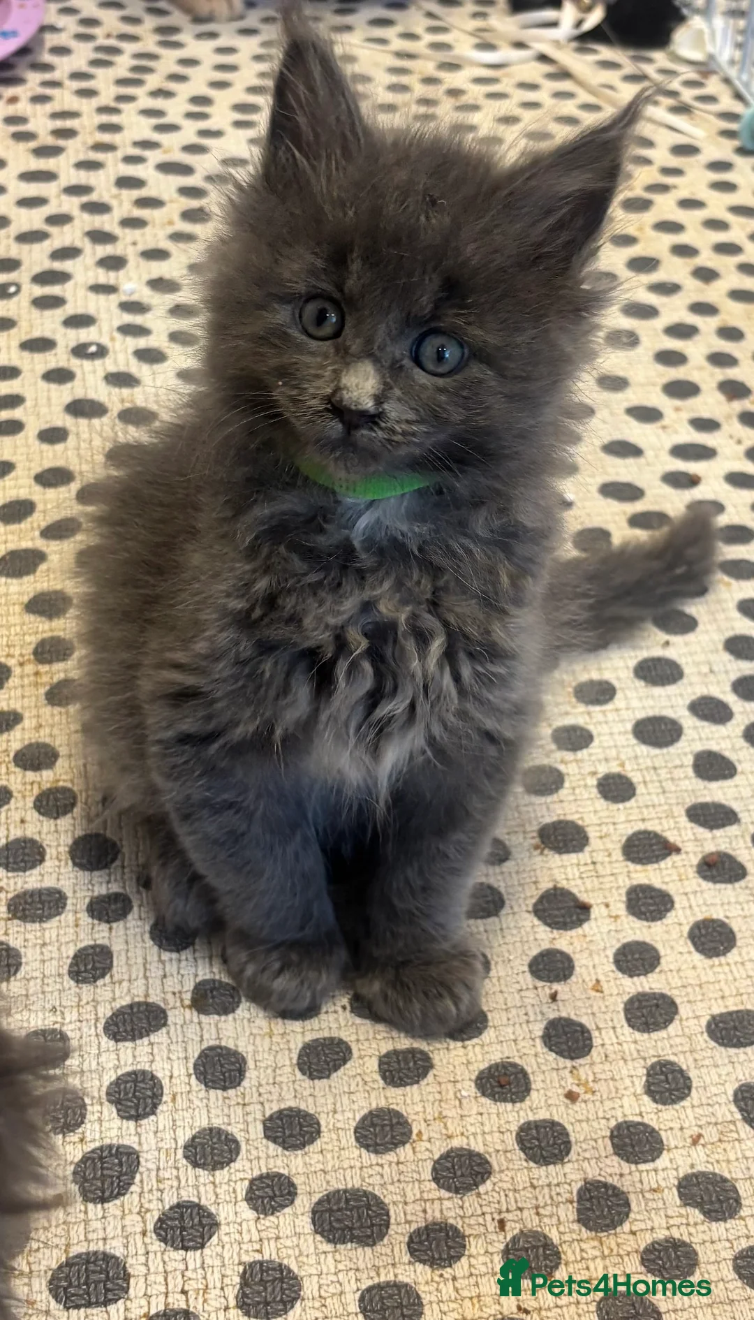 Maine Coon cats for sale: Maine Coon Kittens  - Advert 7