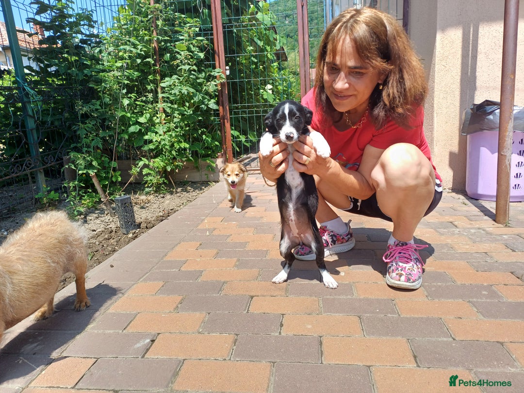 Mixed Breed dogs for adoption: Meet LUNA, a Lovely Puppy Girl - for a Loving Home - Image 18