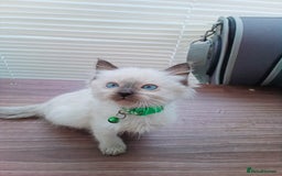 Ragdoll cats for sale: ragdoll kittens - Image 10