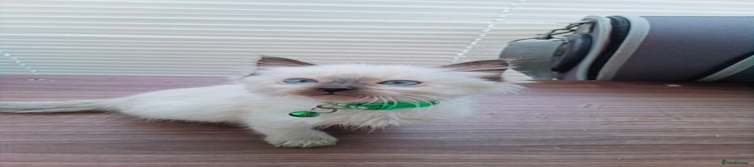 Ragdoll Kitten 3