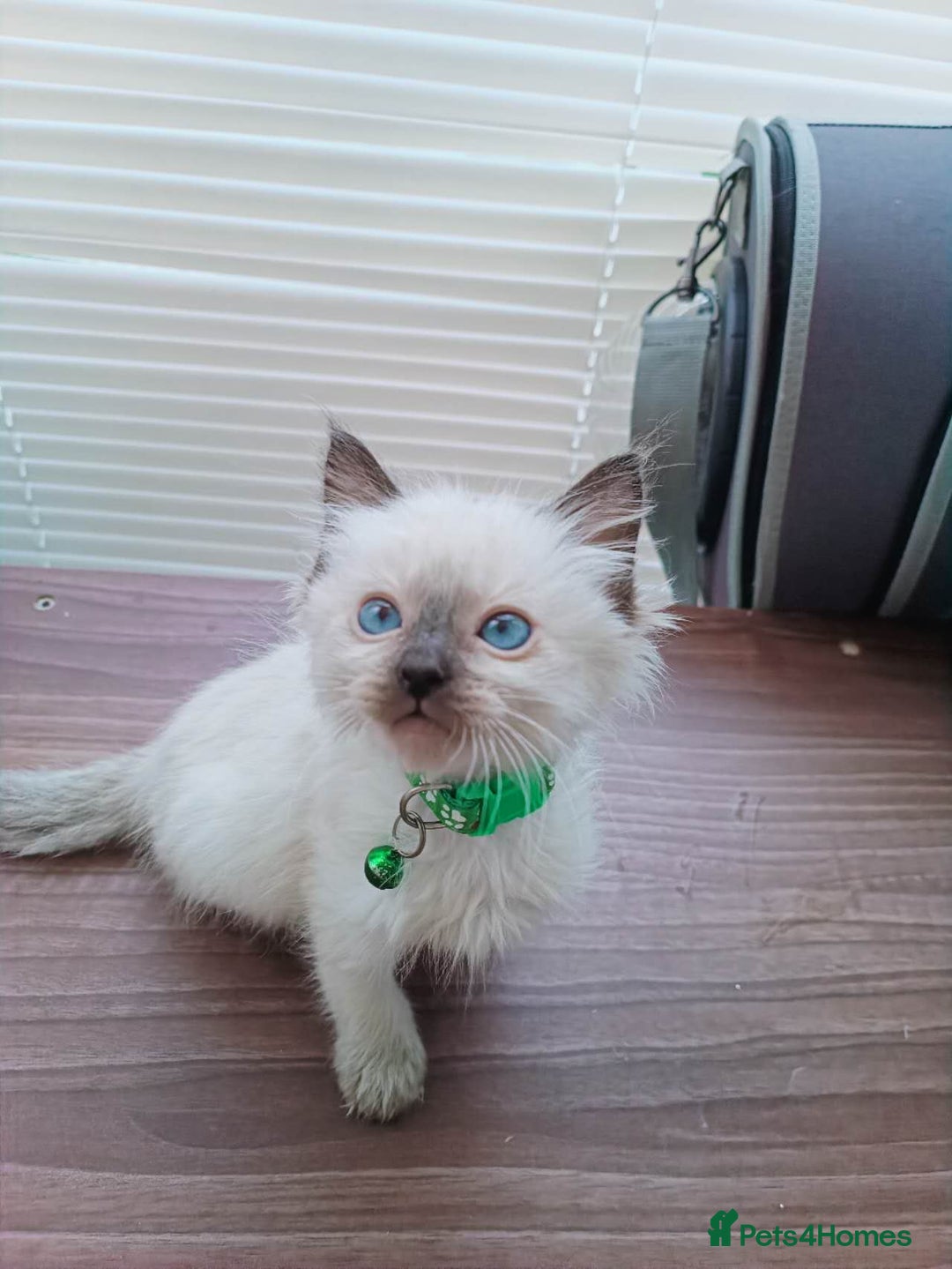 Ragdoll cats for sale: ragdoll kittens - Image 10