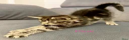 Mixed Breed cats for sale: Tabby kittens  in Abingdon - Advert 11