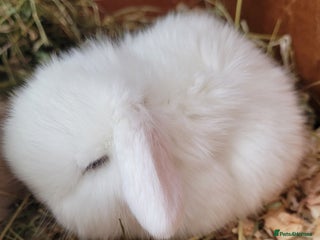 Mini Lop rabbits - Advert 8