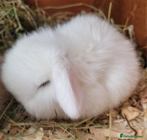 Mini Lop rabbits - Advert 6