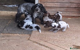 Cocker Spaniel dogs for sale: Show type cocker spaniel puppies  - Image 1