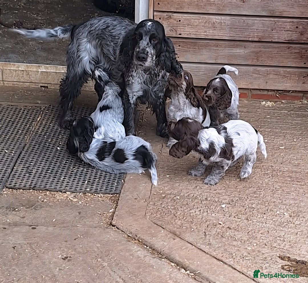 Cocker Spaniel dogs for sale: Show type cocker spaniel puppies  - Image 1