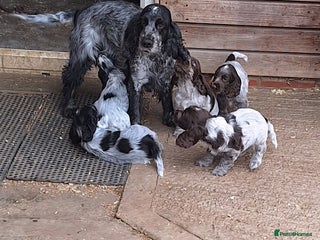 Cocker Spaniel dogs - Advert 2