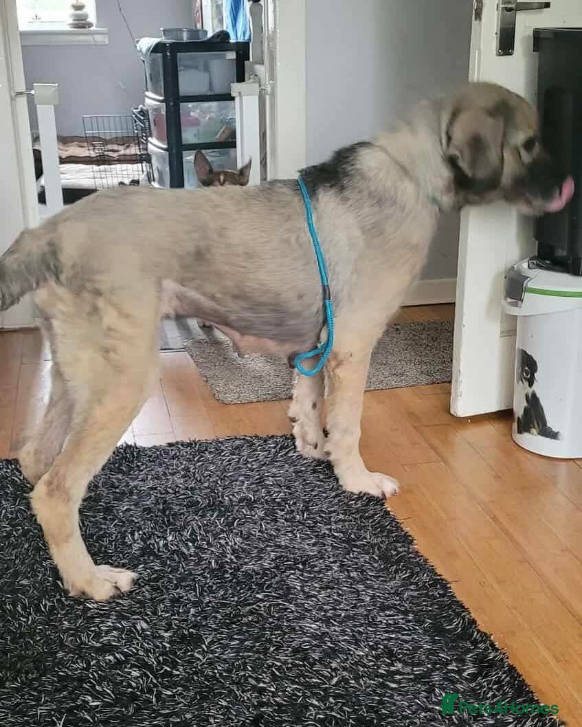 Mixed Breed dogs Marvellous Mishka - Advert 4