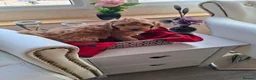 Cavapoo dogs for sale: One boy left deep red colour  - Advert 16