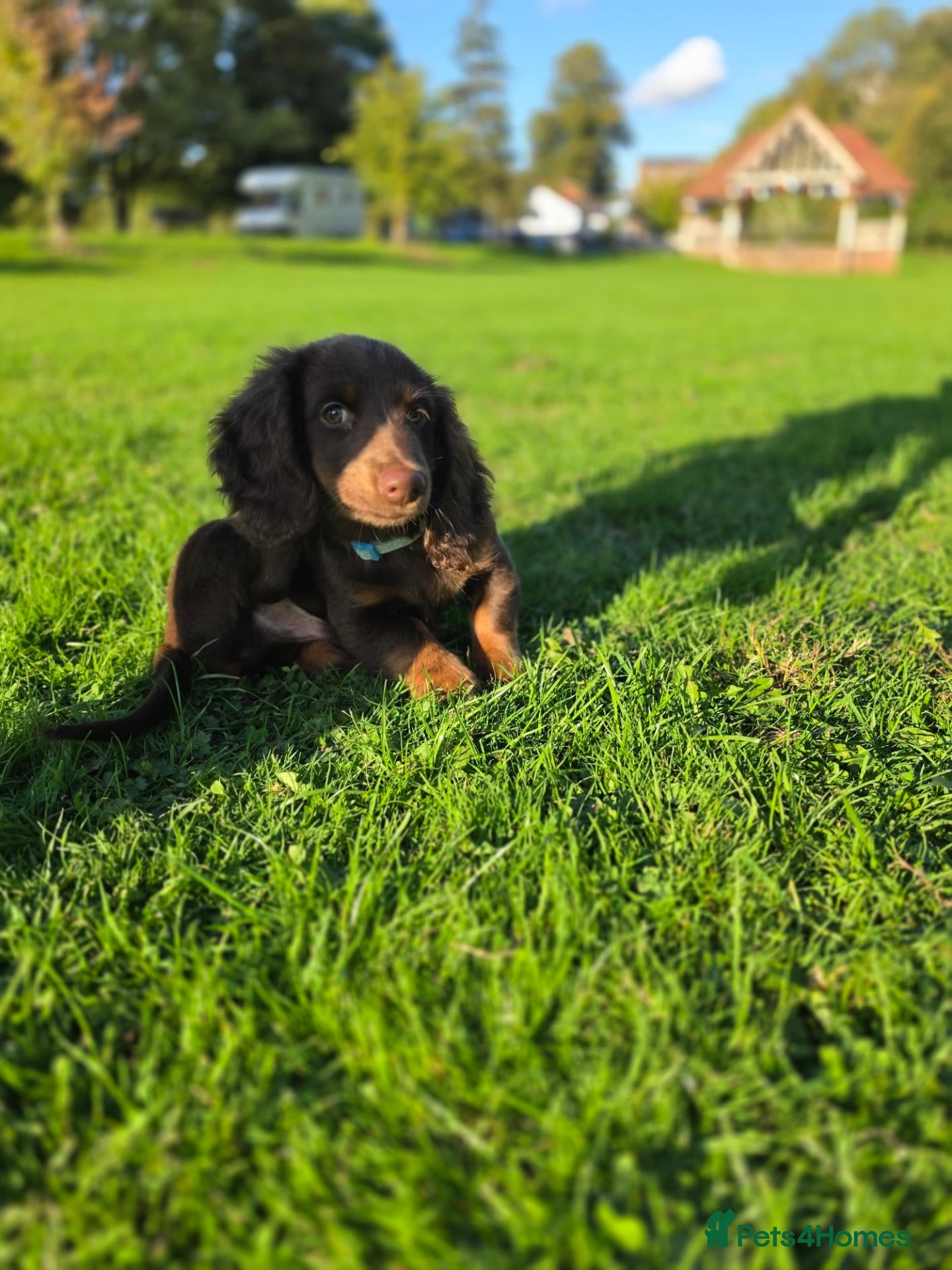 Miniature Dachshund dogs Fully vaccinated, Long Haired Miniature Dachshund  - Advert 2