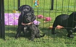 Springador dogs for sale: 💥FULL HEALTH TESTED BLACK SPRINGERDORS FOR SALE💥 in Market Drayton - Image 19