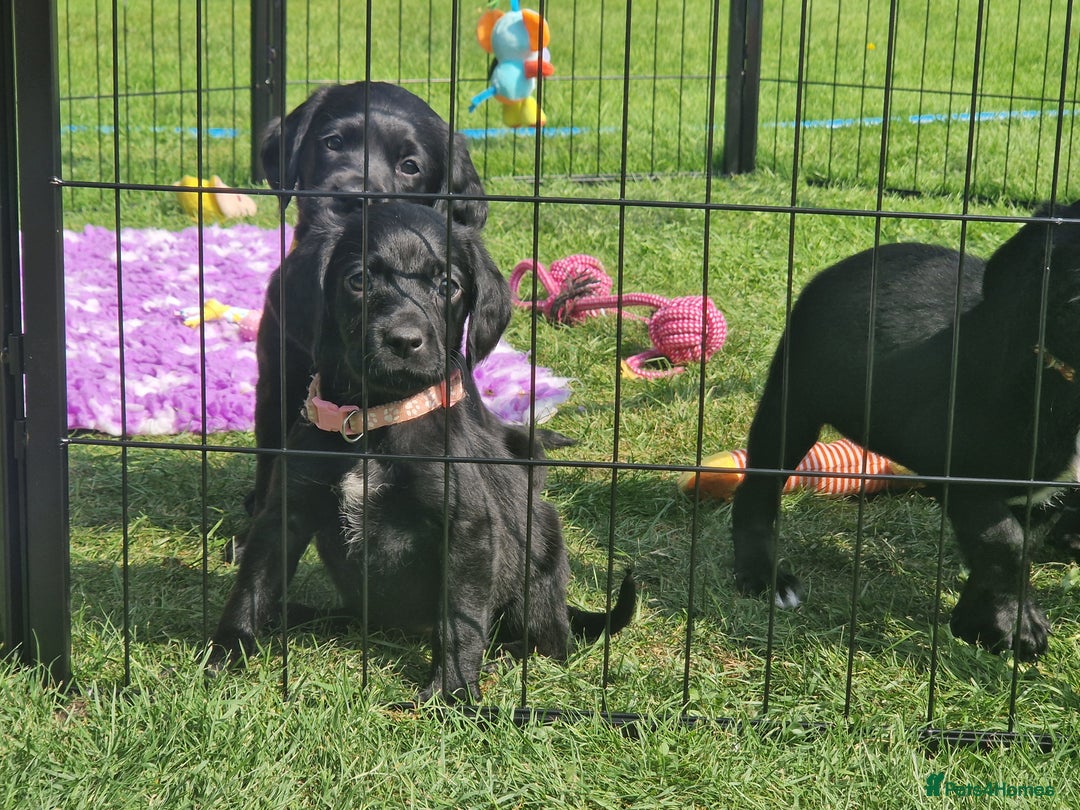 Springador dogs for sale: 💥FULL HEALTH TESTED BLACK SPRINGERDORS FOR SALE💥 in Market Drayton - Image 19