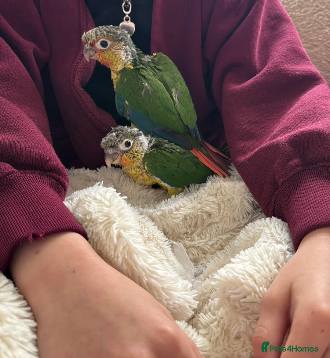 Conures birds for sale: Green cheek conure  in Bognor Regis - Advert 2