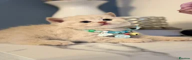 Scottish Fold 1