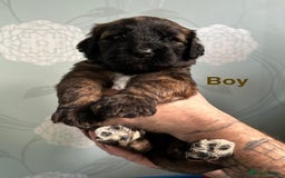 Saint Bernard dogs for sale: F1 St Berdoodle  - Image 7