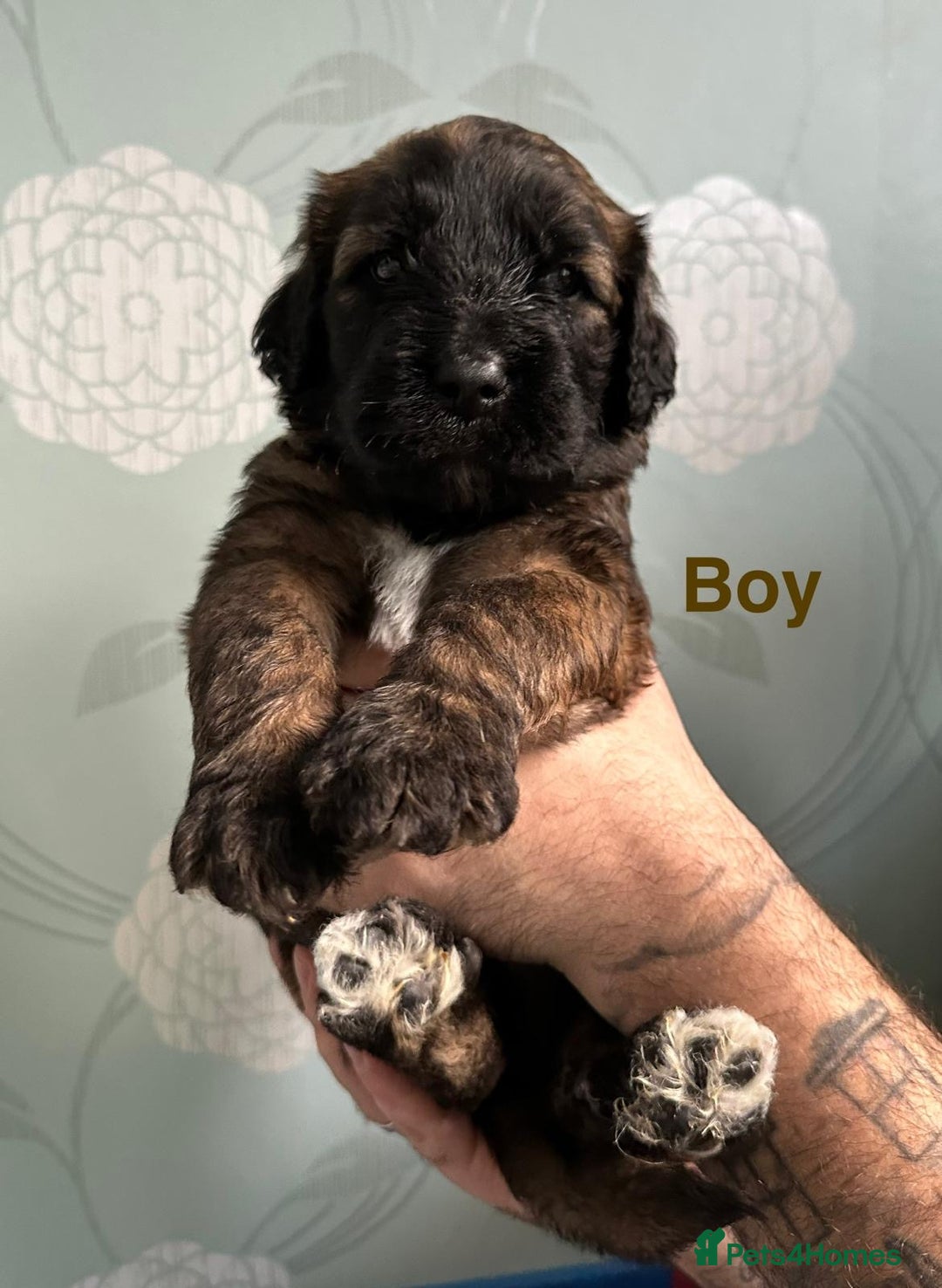 Saint Bernard dogs for sale: F1 St Berdoodle  - Image 7
