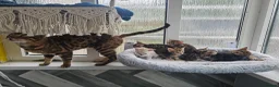 Bengal cats for sale: Stunning Bengal Kittens - Advert 2