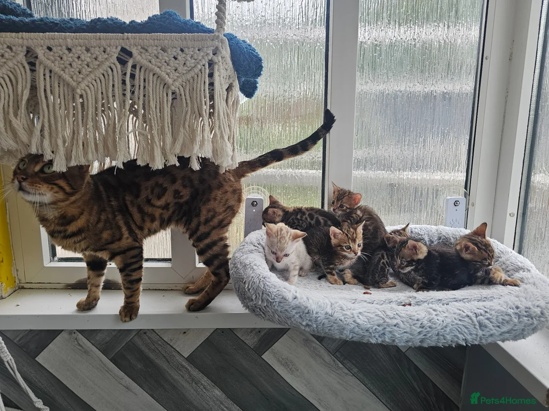 Bengal cats for sale: Stunning Bengal Kittens - Advert 2