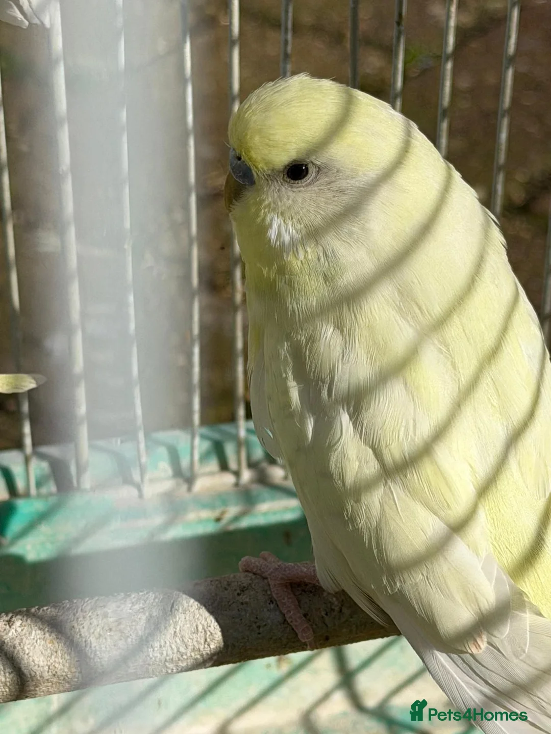 Budgerigars birds for sale: Budgies for sale in Norbury in London - Advert 16