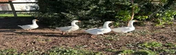 Geese poultry for sale: Female geese - Advert 4