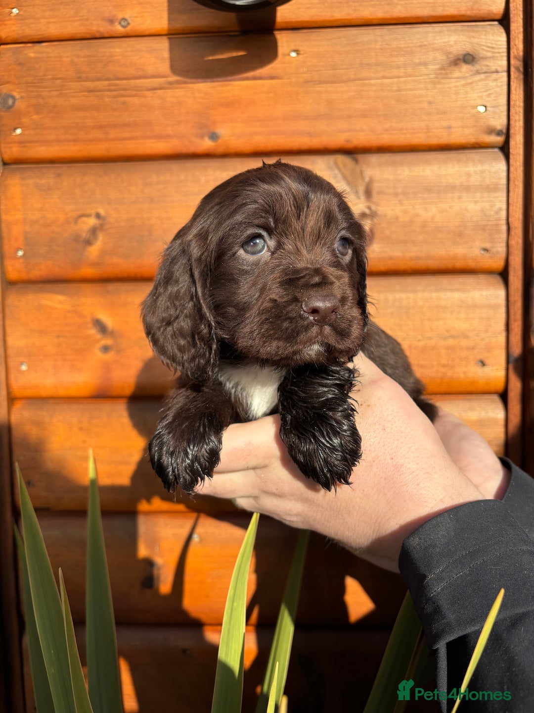 Cocker Spaniel dogs for sale: Cocker spaniel puppies  - Advert 2