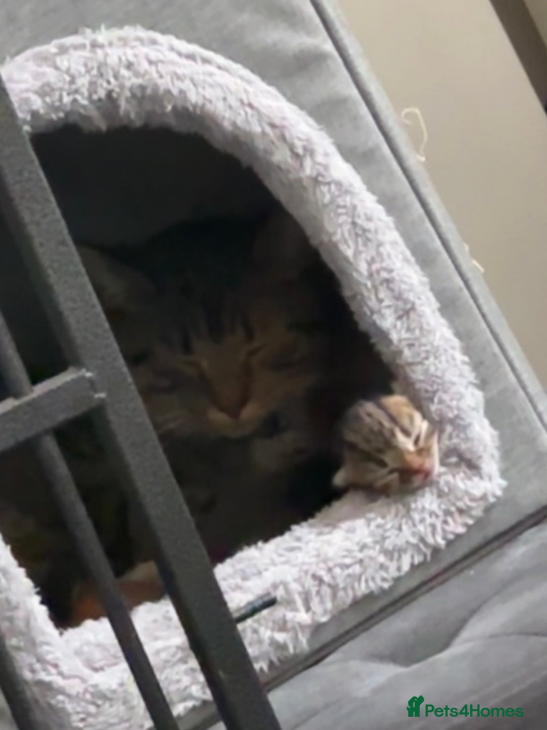 American Shorthair cats for sale: Tabby Twins & Gingee - Image 7