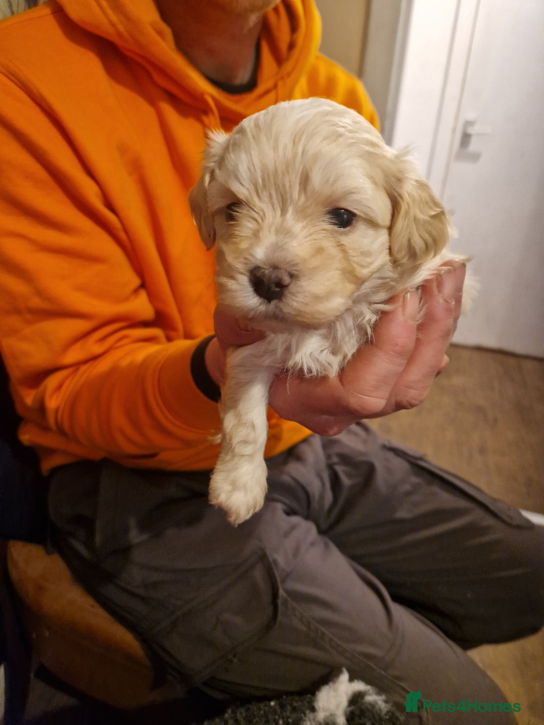 Maltipoo dogs for sale: Quality unique f1 tiny korean maltipoo puppies  - Advert 4