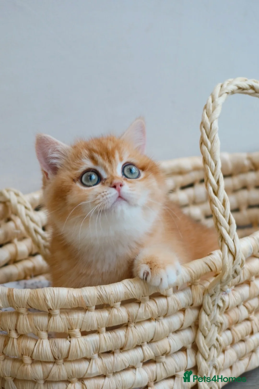 British Shorthair cats for sale: NOW RESERVED  - Advert 8