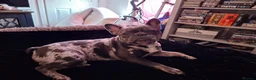 Frug dogs for sale: Frug puppies for sale. - Advert 5
