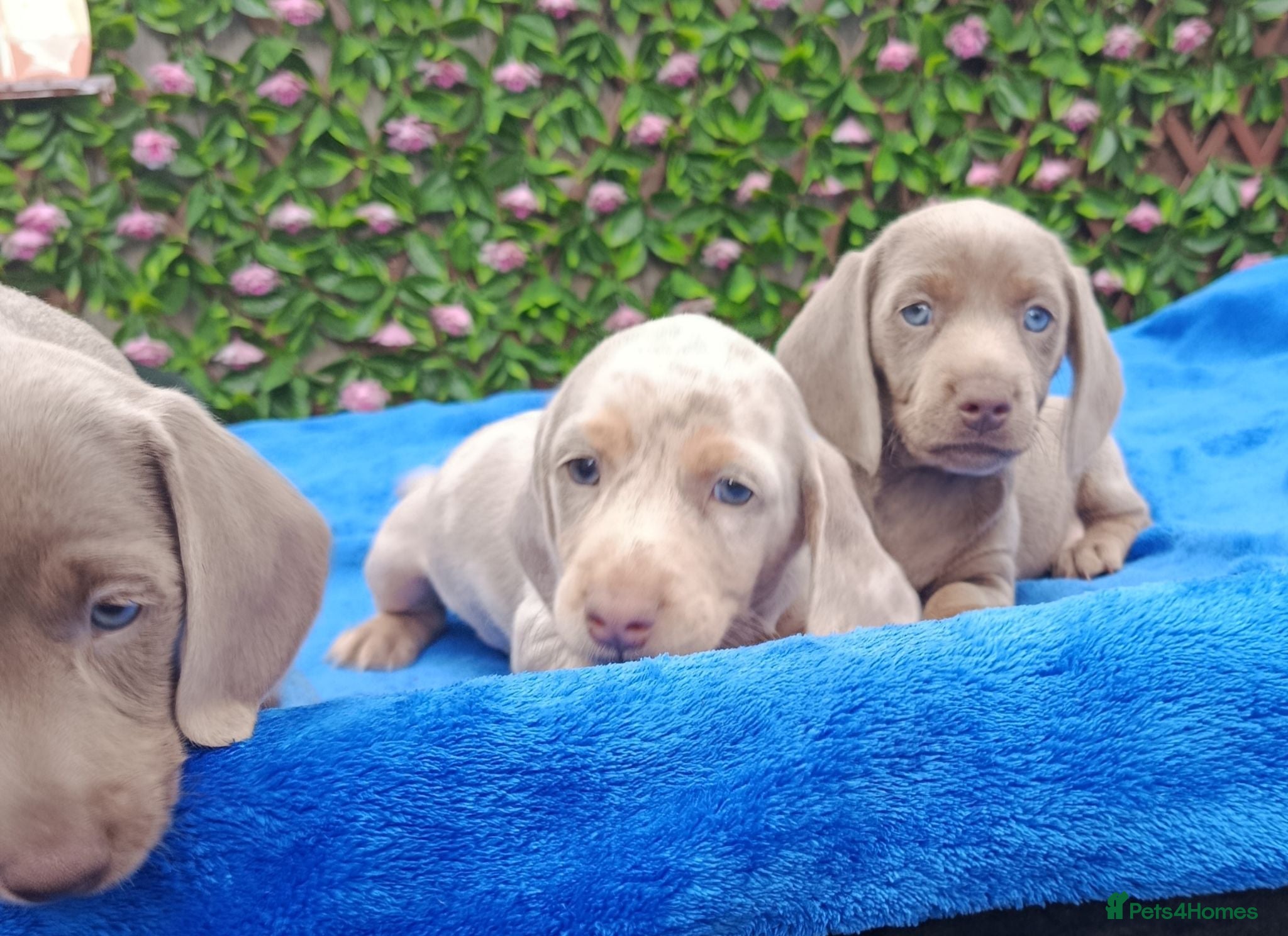 Miniature Dachshund dogs KC Reg PRA Clear mini solid colours  - Advert 1