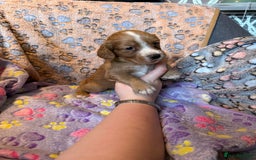 Cocker Spaniel dogs for sale: COCKER SPANIEL LITTER OF 9 IN SCARBOROUGH  - Image 28