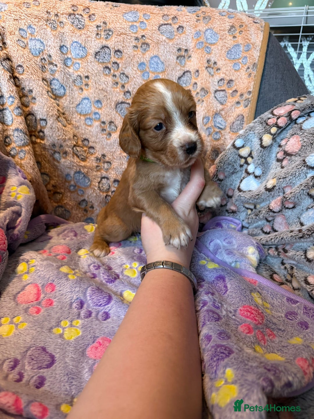 Cocker Spaniel dogs for sale: COCKER SPANIEL LITTER OF 9 IN SCARBOROUGH  - Image 28