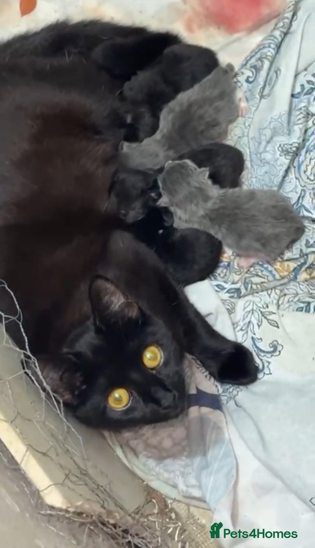 British Shorthair cats for sale: Mix of Persian and domestic short hair kittens - Advert 10