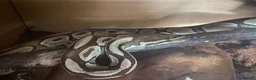 Python Snake reptiles for sale: Royal pythons  in Tenbury Wells - Advert 2