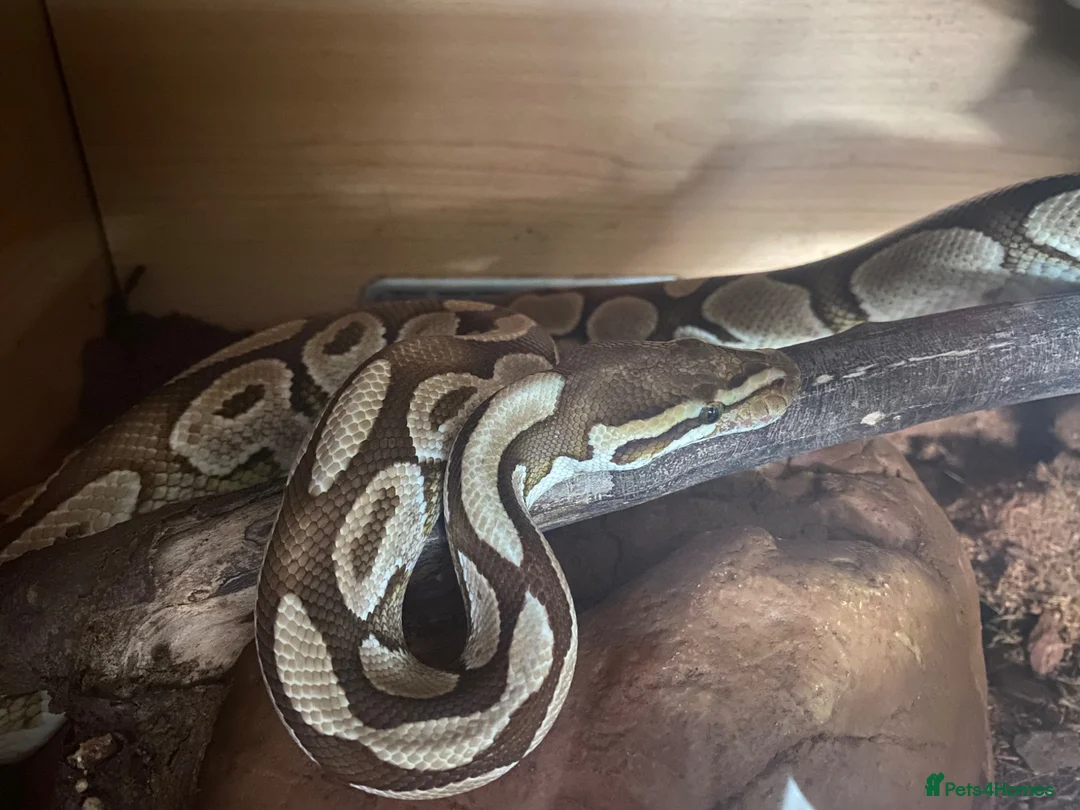 Python Snake reptiles for sale: Royal pythons  in Tenbury Wells - Advert 2