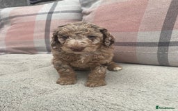 Cockapoo dogs for sale: f1b toy  stunning cockerpoos  - Image 16