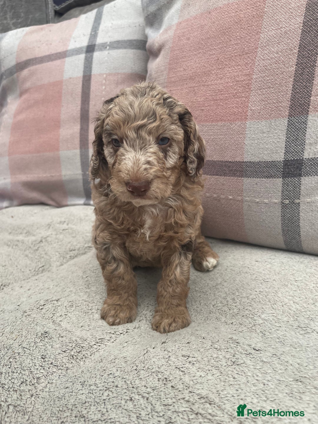 Cockapoo dogs for sale: f1b toy  stunning cockerpoos  - Image 16