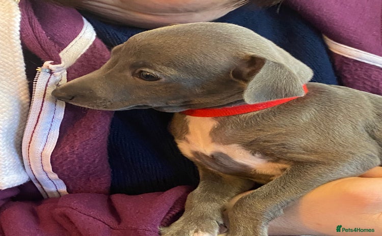 Italian Greyhound dogs ONE BITCH PUPPY LEFT KC Registered  - Advert 4