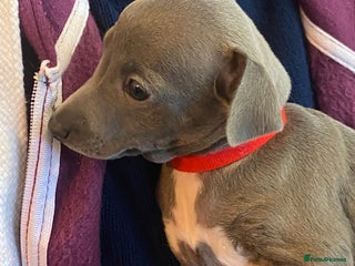 Italian Greyhound dogs ONE BITCH PUPPY LEFT KC Registered - Advert 2