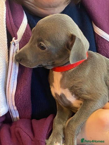 Italian Greyhound dogs ONE BITCH PUPPY LEFT KC Registered - Advert 4