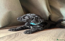 Cockapoo dogs for sale: 7 beautiful miniature cockapoos  - Image 4