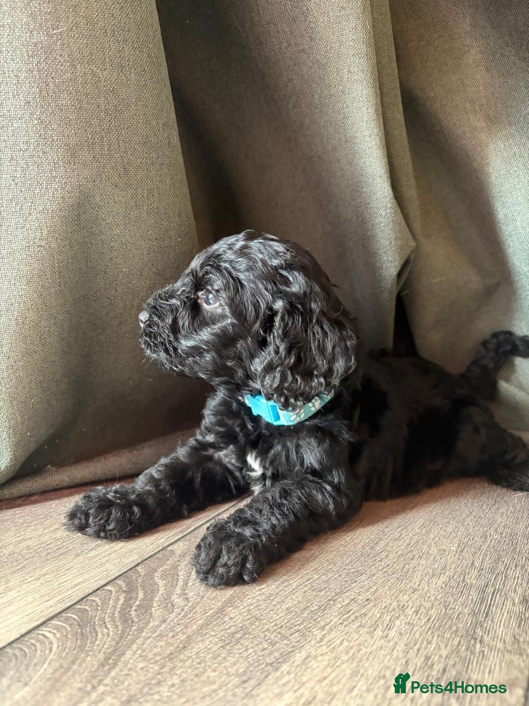 Cockapoo dogs for sale: 7 beautiful miniature cockapoos  - Image 4