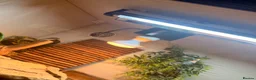 Bearded Dragon reptiles for sale: Spike the Bearded Dragon – Complete Setup for Sale in Chester - Advert 4