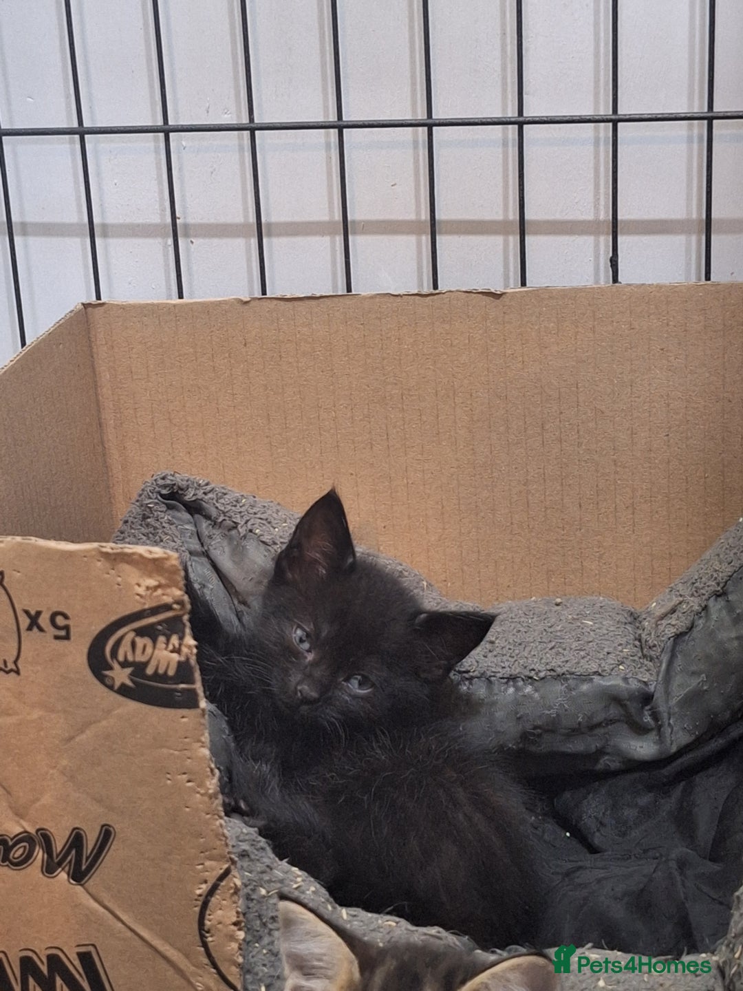 Ragdoll cats for sale: REDUCED LAST 2 KITTENS - Image 7