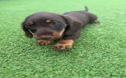 Miniature Dachshund dogs for sale: MINITURE DACHSHUNDS  - Image 8